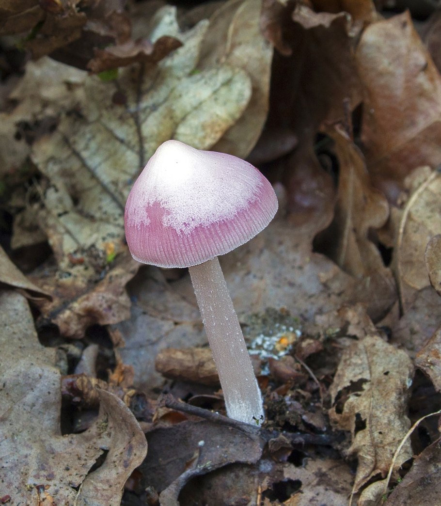 Mycena rosea грибы