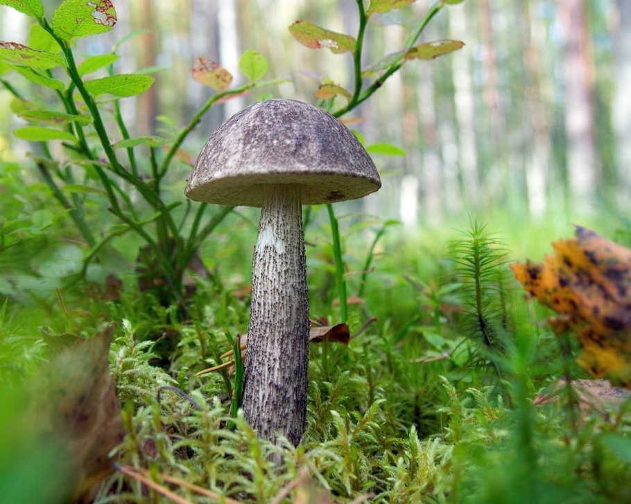 Leccinum melaneum