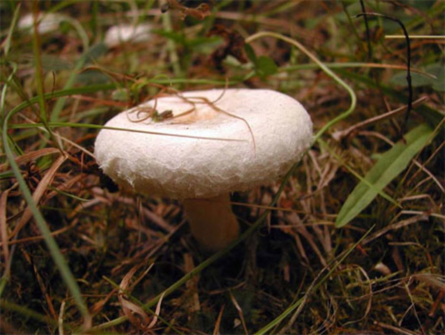 Волнушка белая Lactarius pubescens
