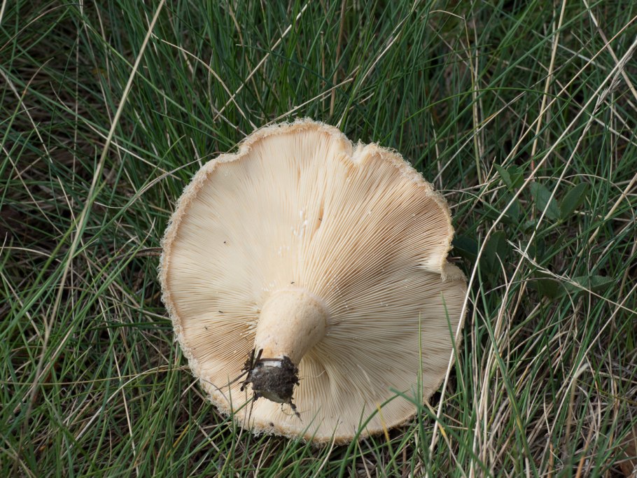Белянки грибы свиноройки