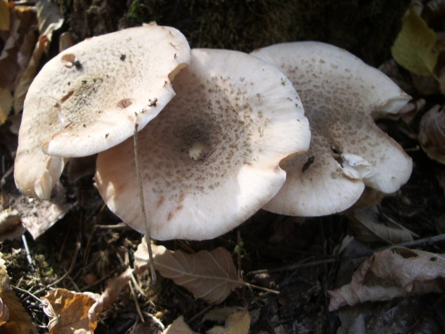 Говорушка дымчатая форма белая (clitocybe robusta)
