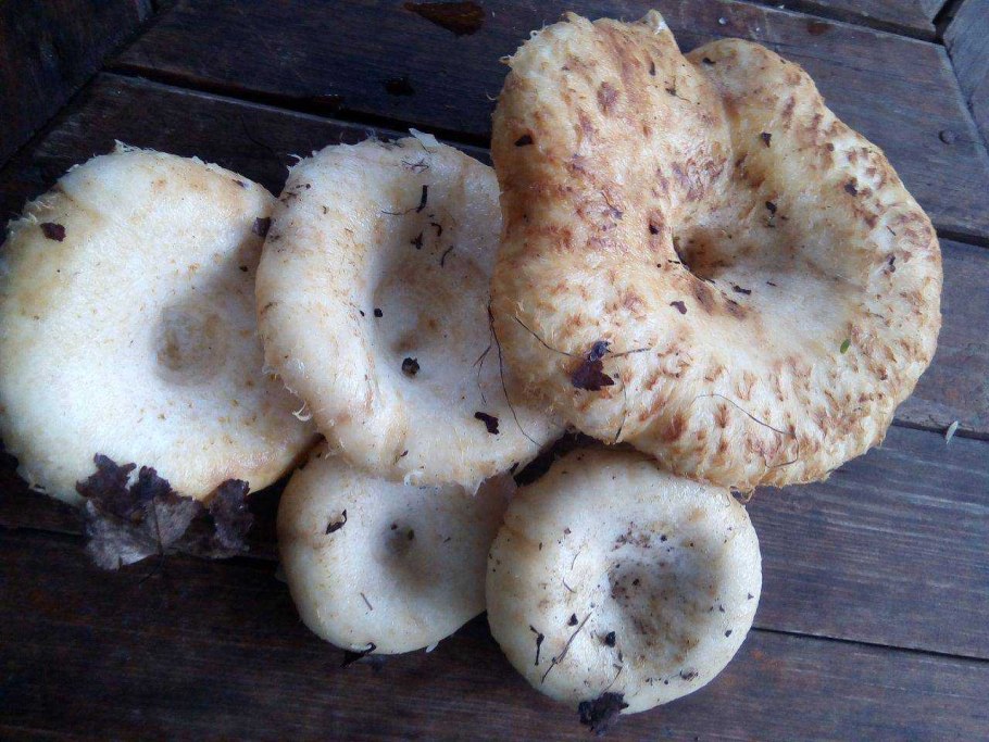 Lactarius torminosus – волнушка