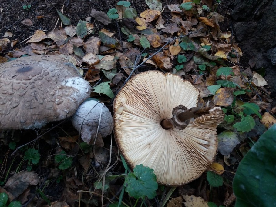 Зонтик пёстрый macrolepiota procera