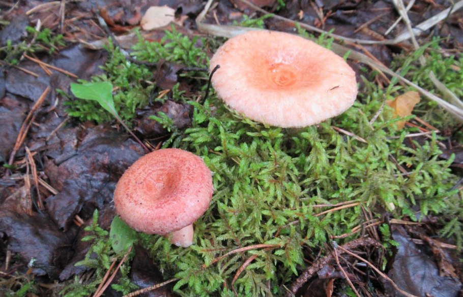 Волнушки рыжики белянки