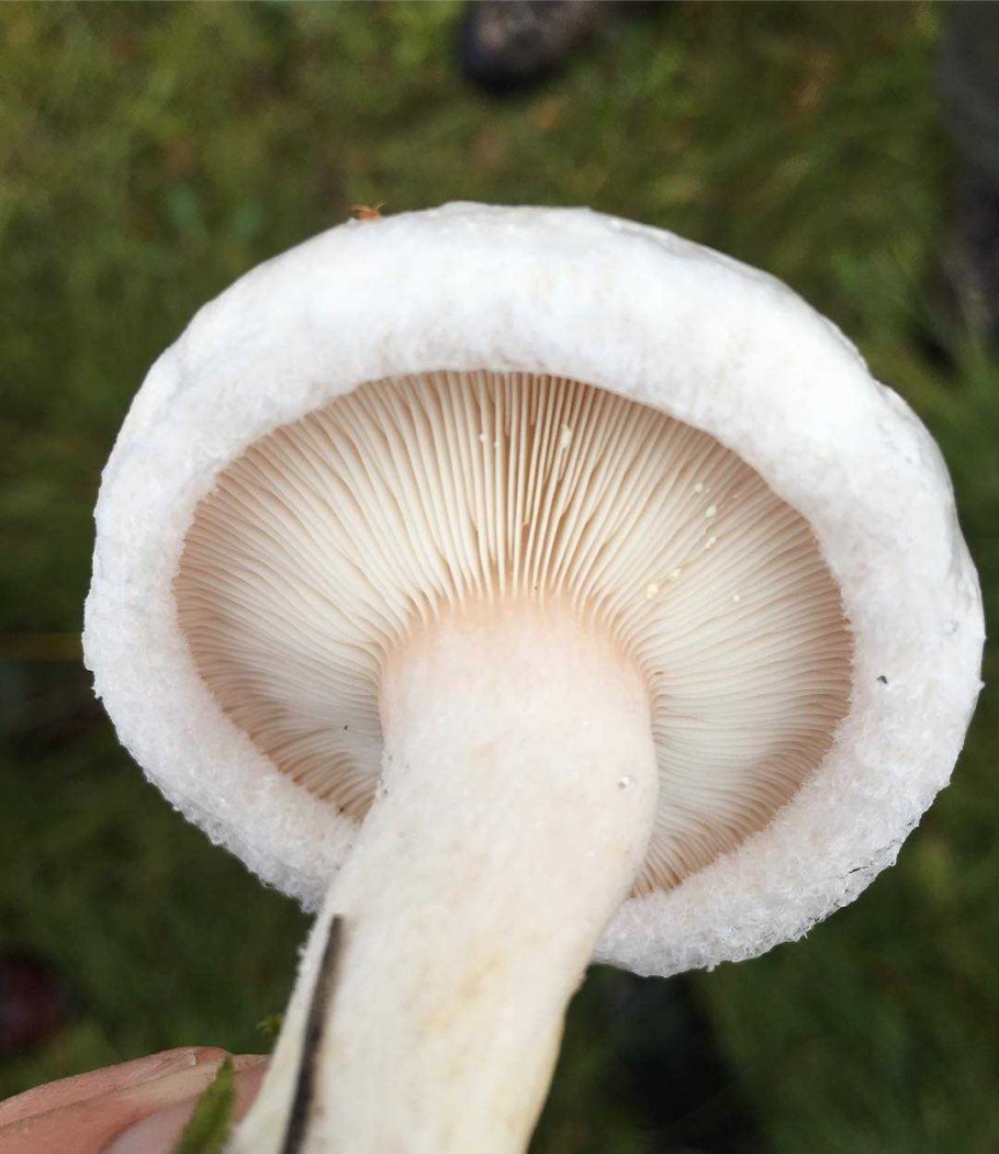 Волнушка белая Белянка