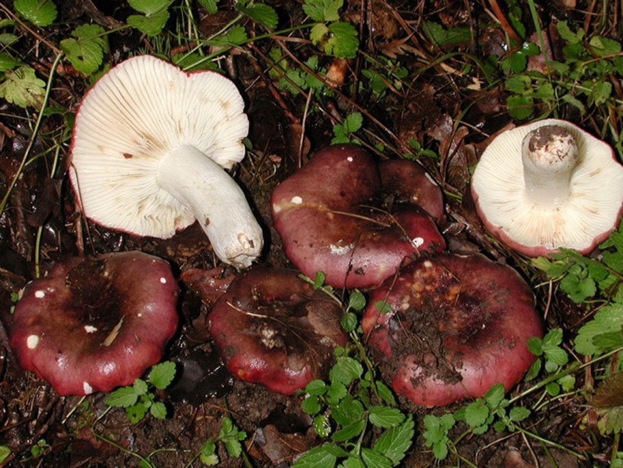 Волнушка белая Lactarius pubescens