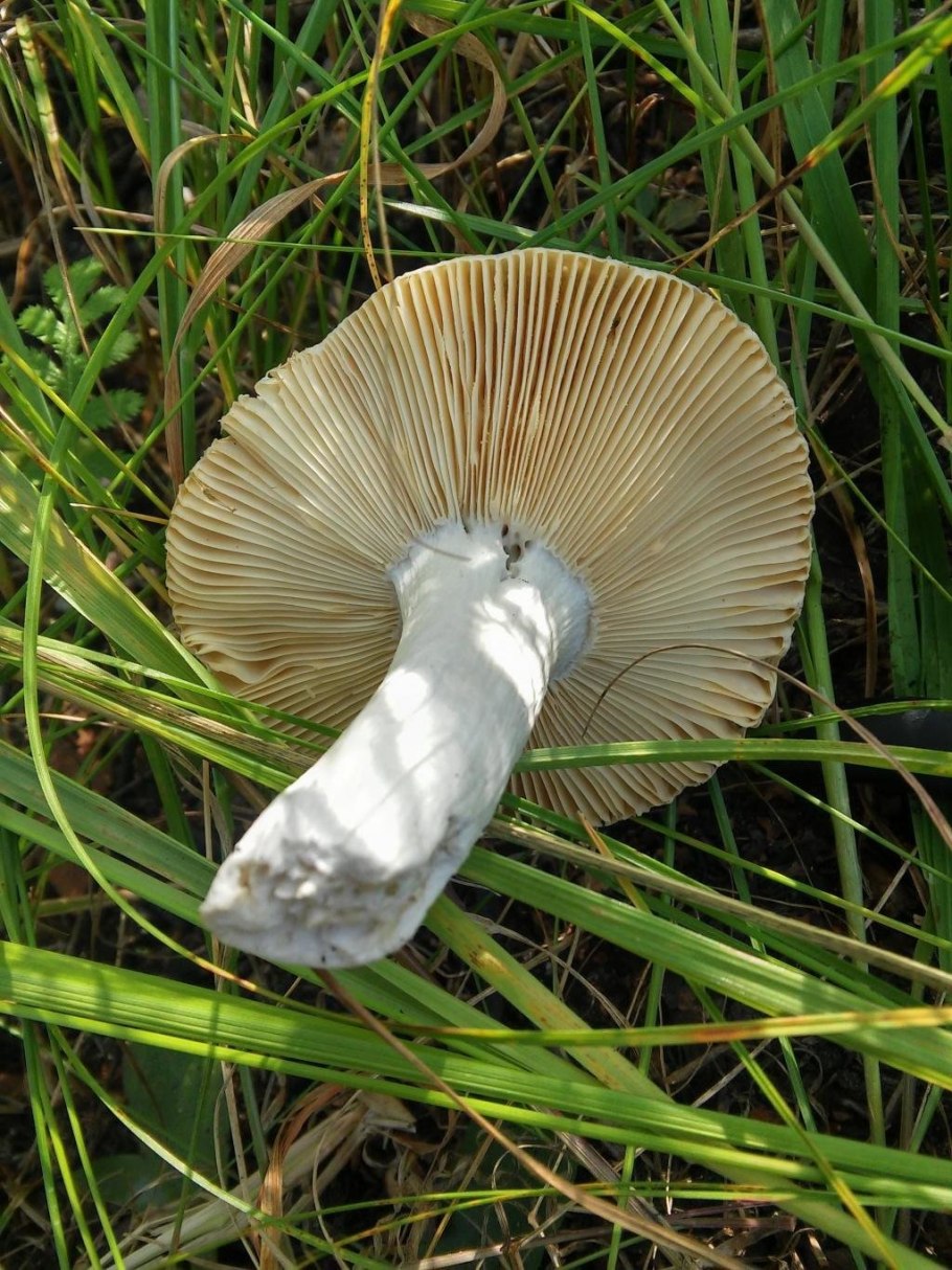 Осенние грибы белянки