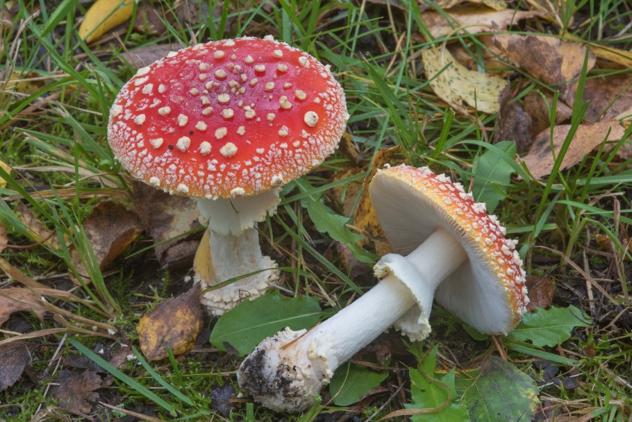 Аманита Мускария