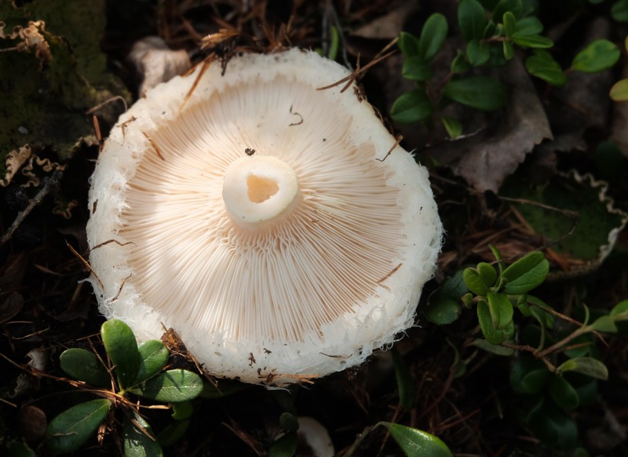 Lactarius pubescens