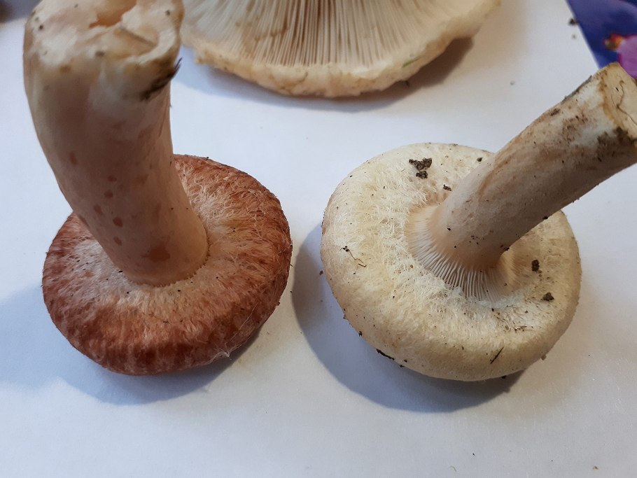 Волнушка белая Lactarius pubescens