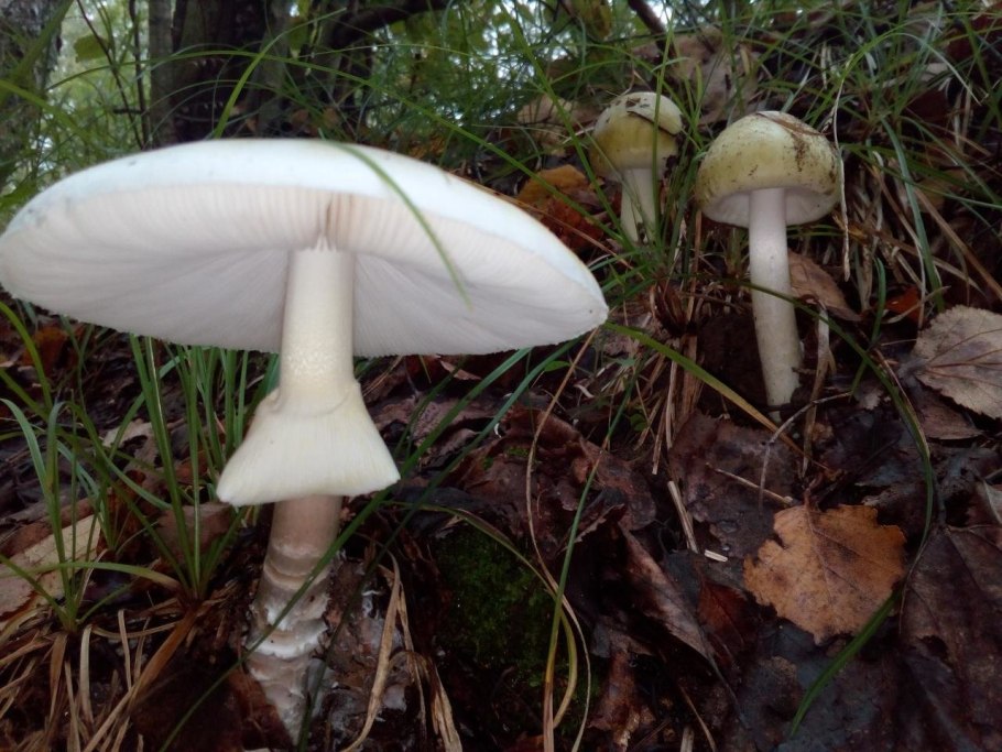 1. Бледная поганка