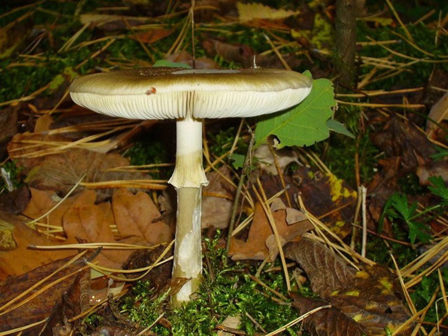 Двойник бледной поганки