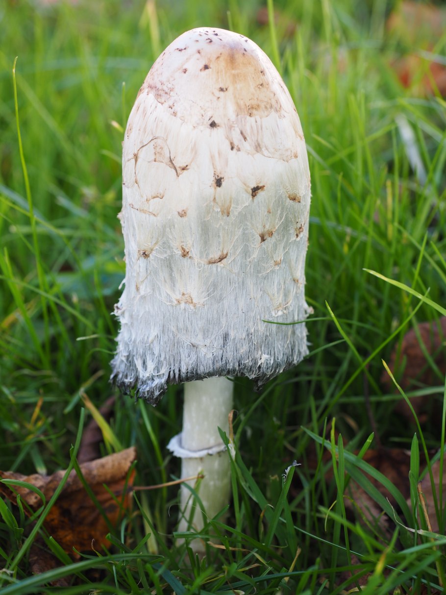 Coprinus comatus гриб