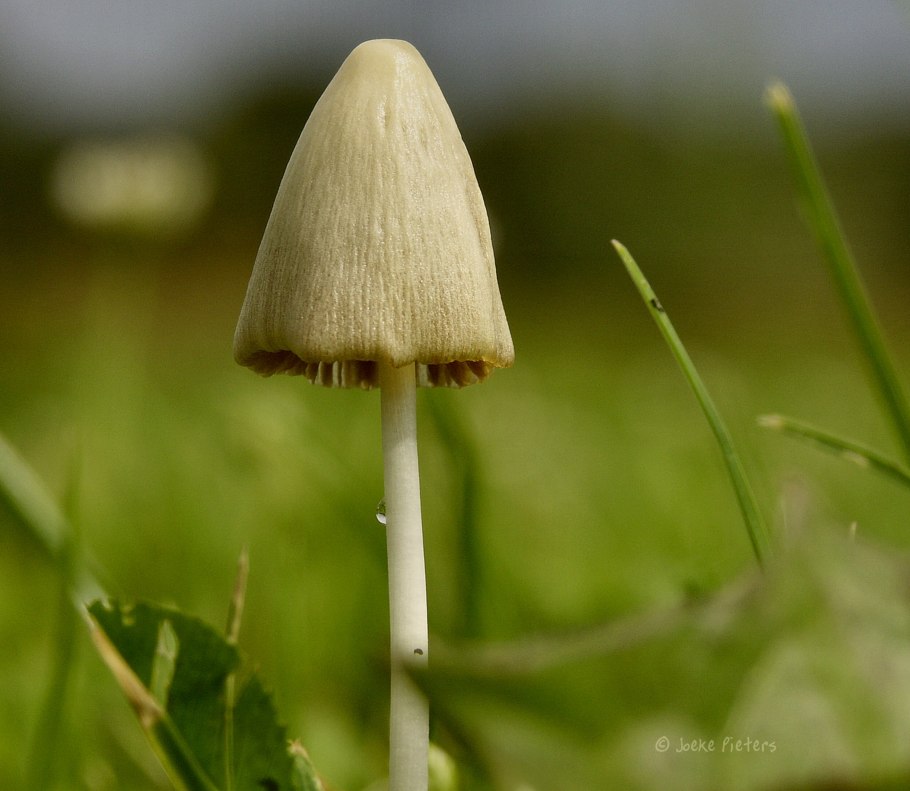 Поганка Луговая