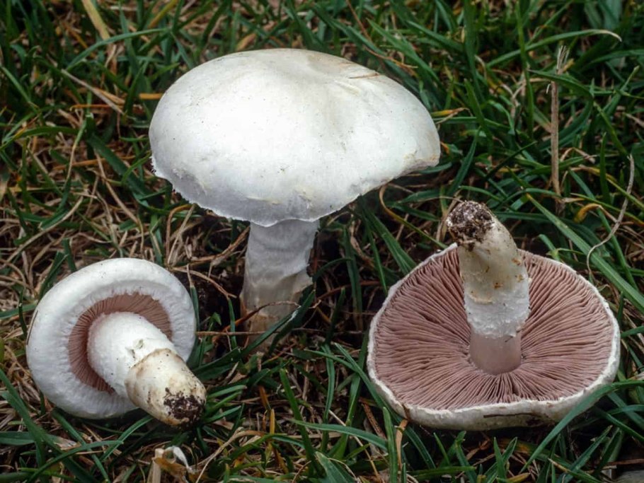 Шампиньон Луговой Agaricus Campestris
