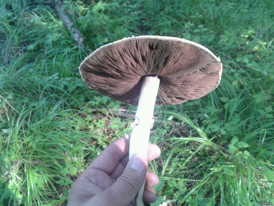 Грибы с юбочкой на ножке съедобные
