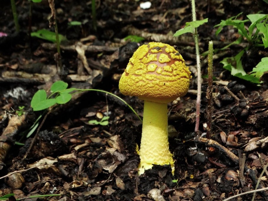 Трубчатые грибы Приморского края