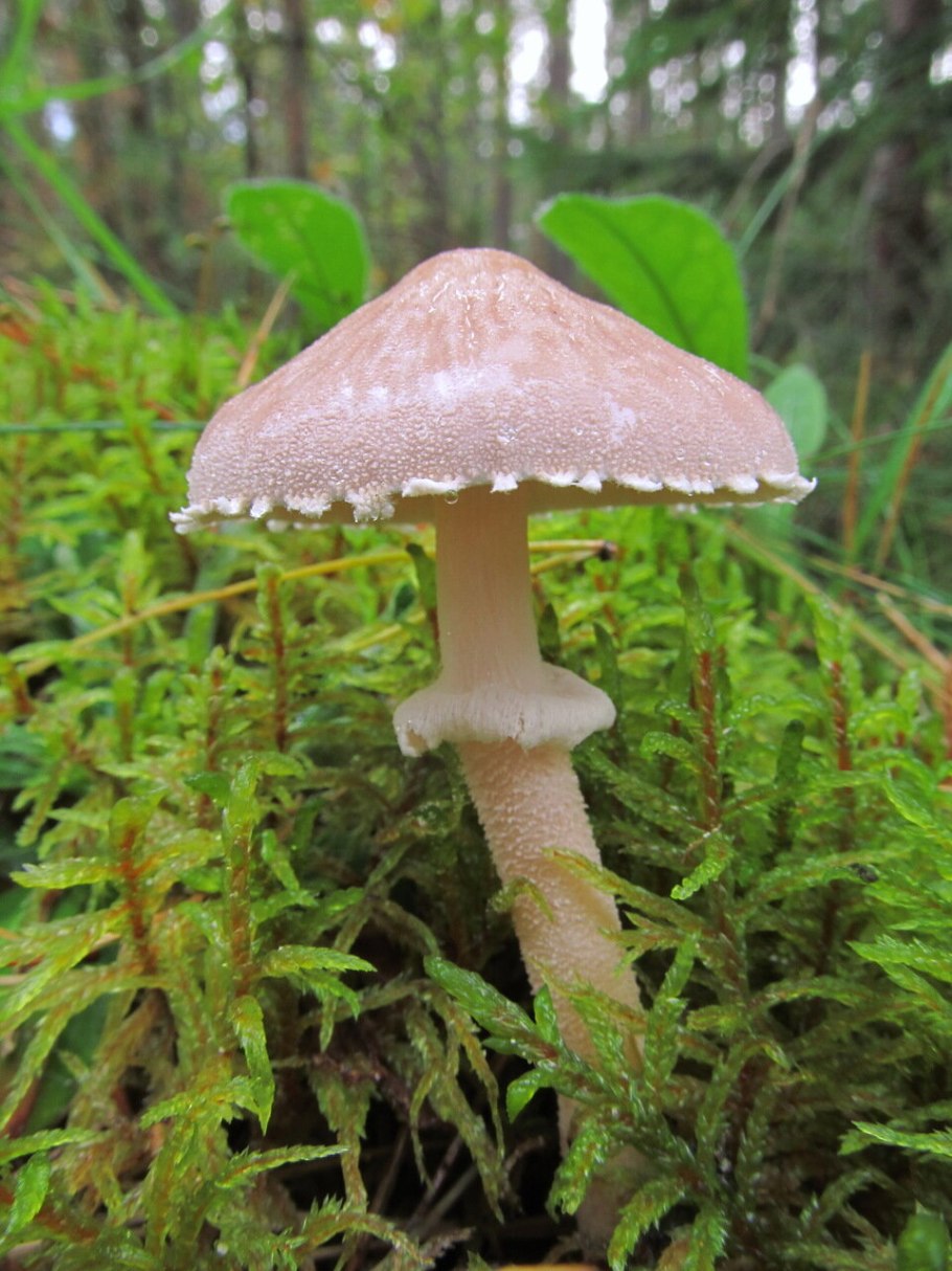 Гриб с юбочкой