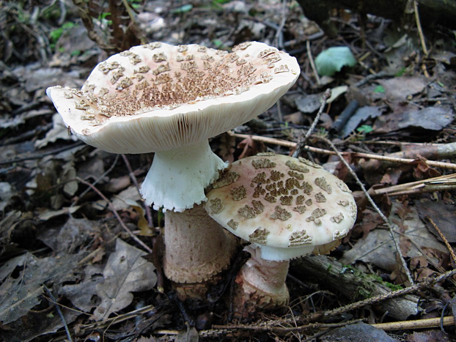 Гриб Amanita rubescens