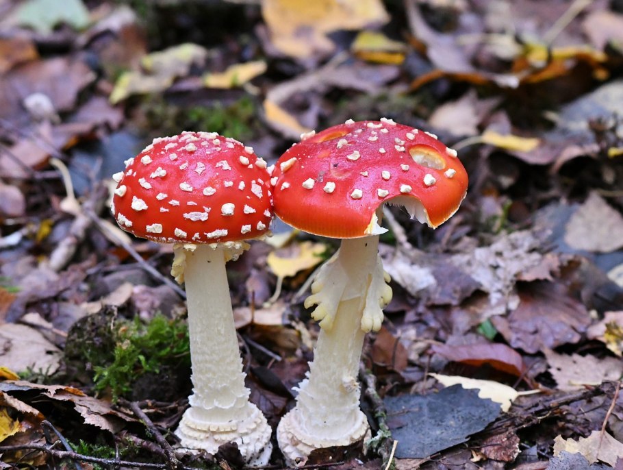 Мухомор с юбочкой