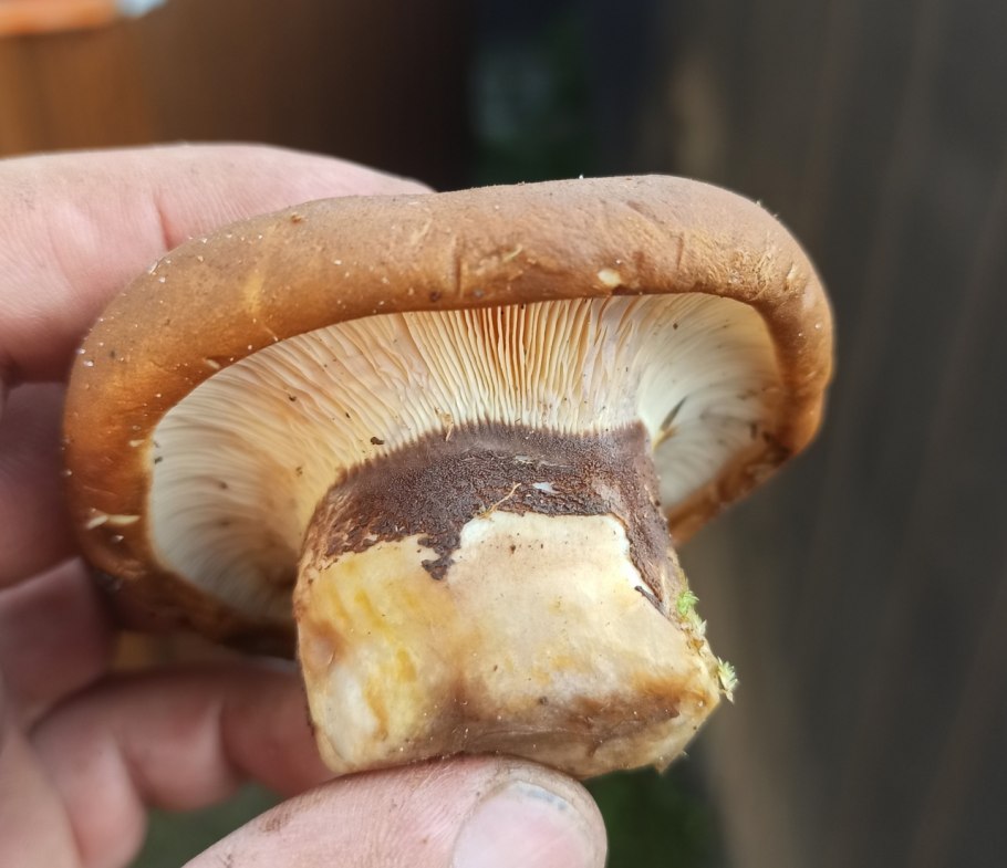 Свинушка Paxillus rubicundulus