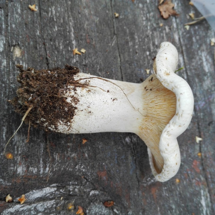 Свинухи грибы гиганты