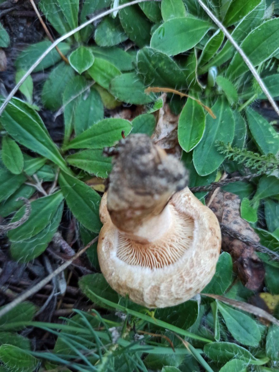 Свинушка млечник