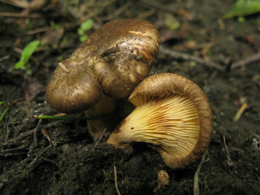 Ольховая свинушка (Paxillus filamentosus)