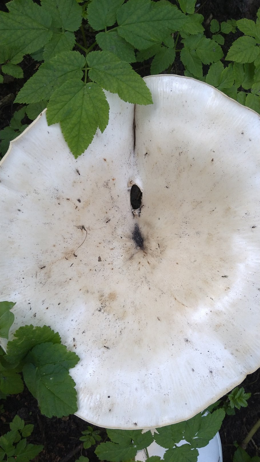 Свинуха гигантская гриб