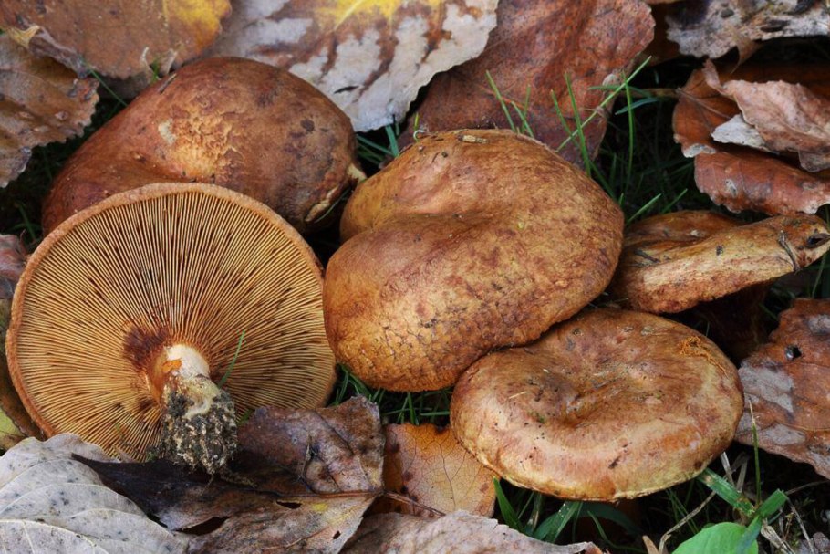Свинушка тонкая Paxillus involutus