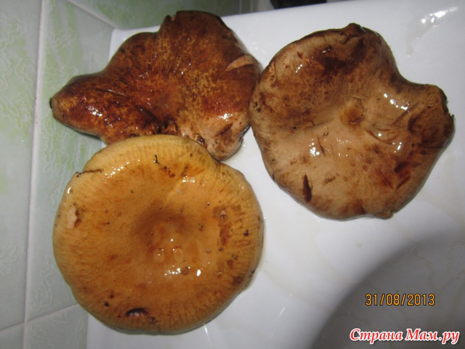 Гриб коровник и свинушка