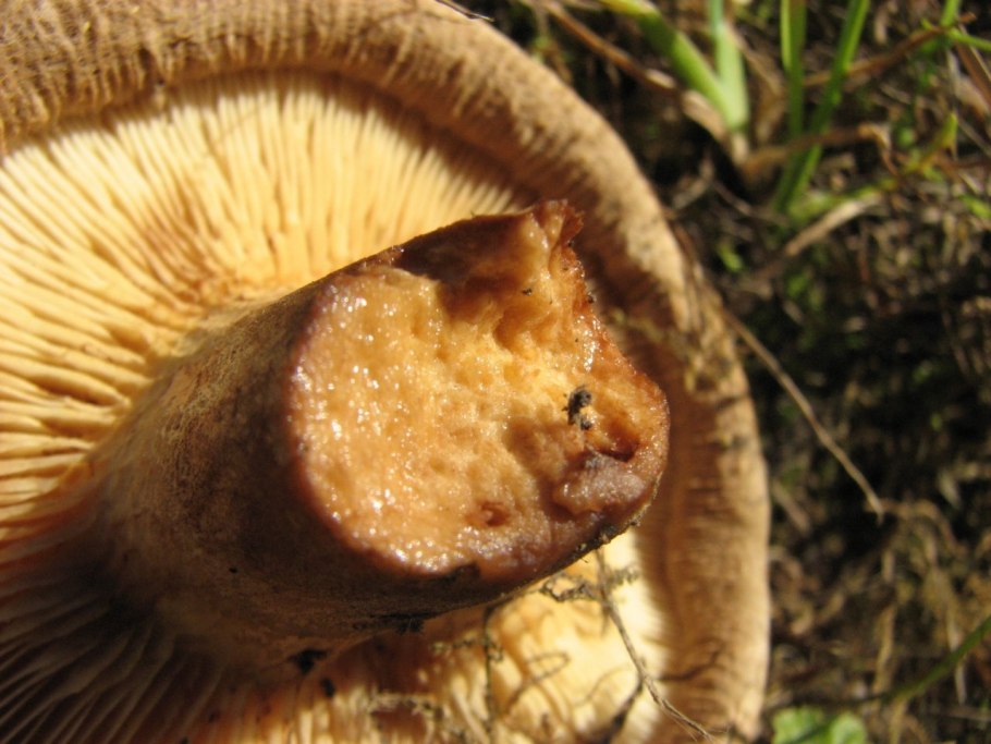 Грибы пластинчатые свинушка тонкая
