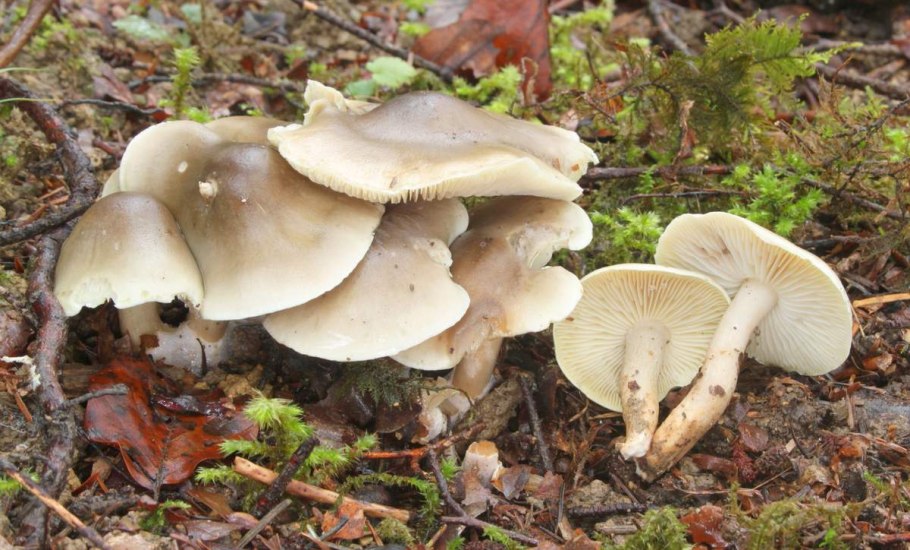 Рядовка сросшаяся Leucocybe connata