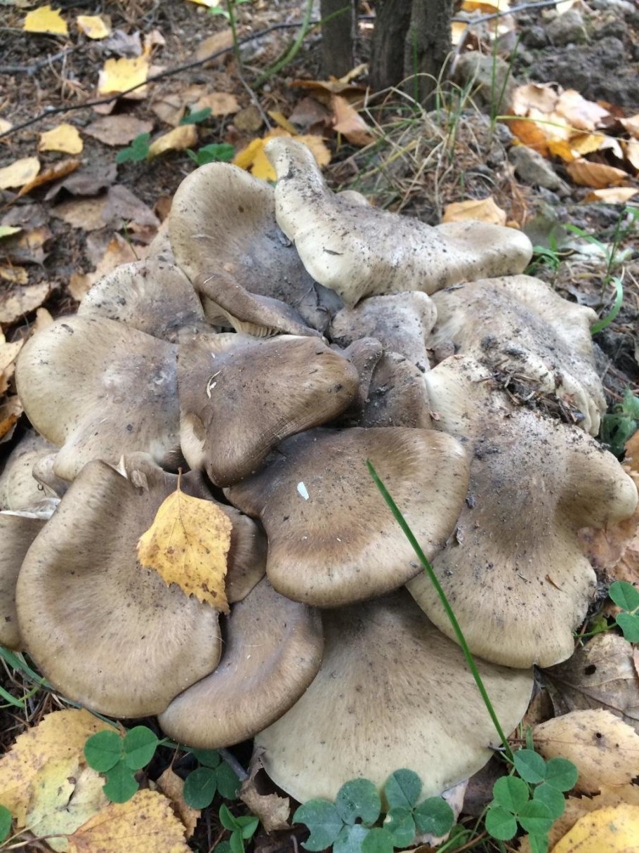 Рядовка пятнистая (Tricholoma pessundatum)