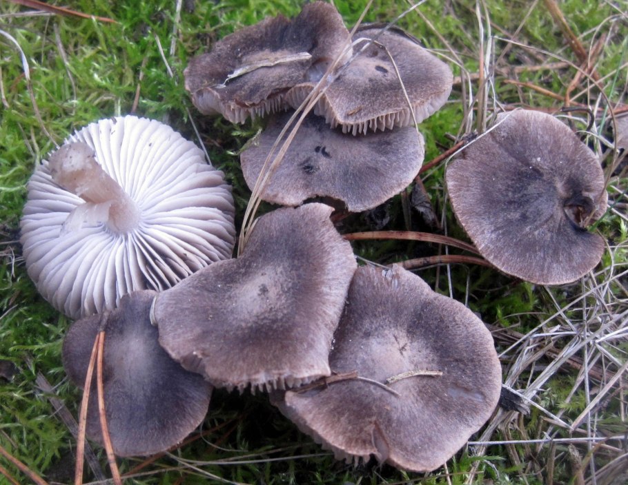 Рядовка опоясанная Tricholoma cingulatum