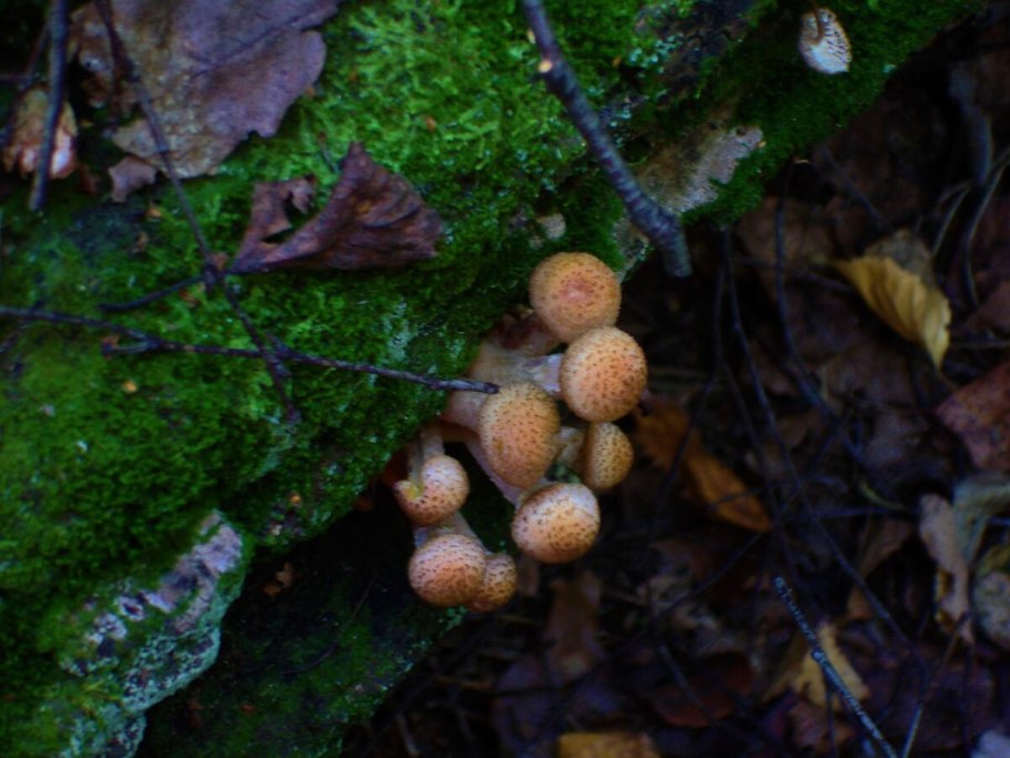 Опенок осенний Луговой