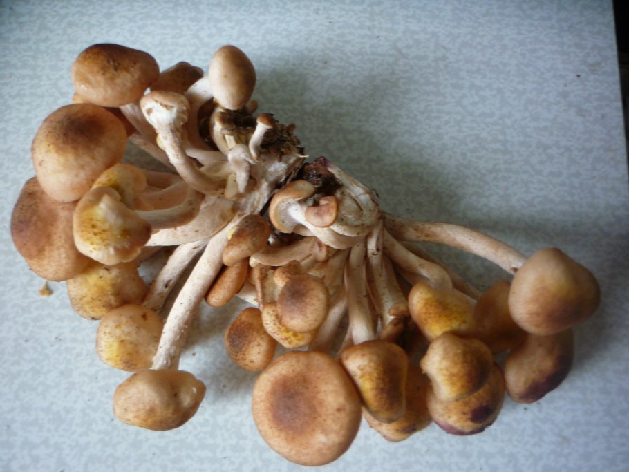 Опята осенние на толстой ножке