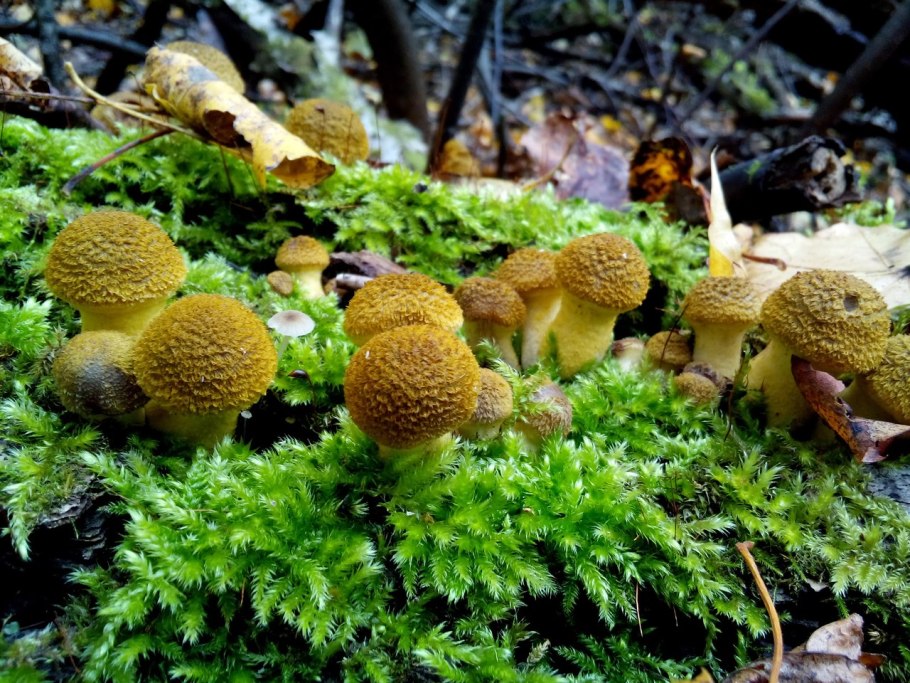 Опята зеленые