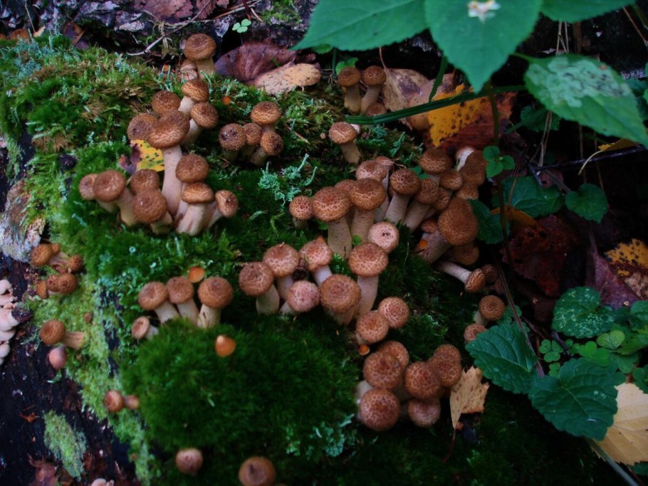 Опенок Тополевый