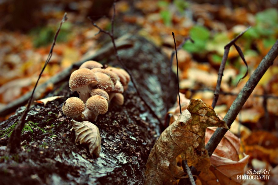 Гриб опёнок осенний