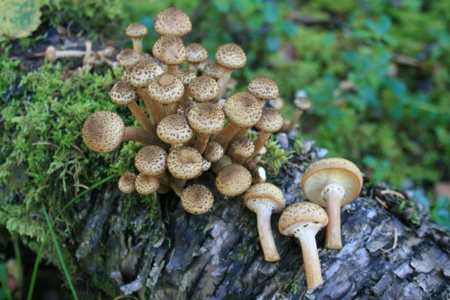 1. Armillaria mellea – опенок осенний