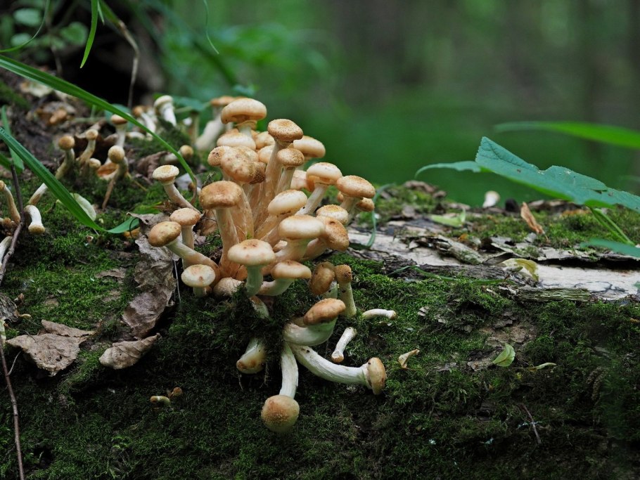 Опята вязовики