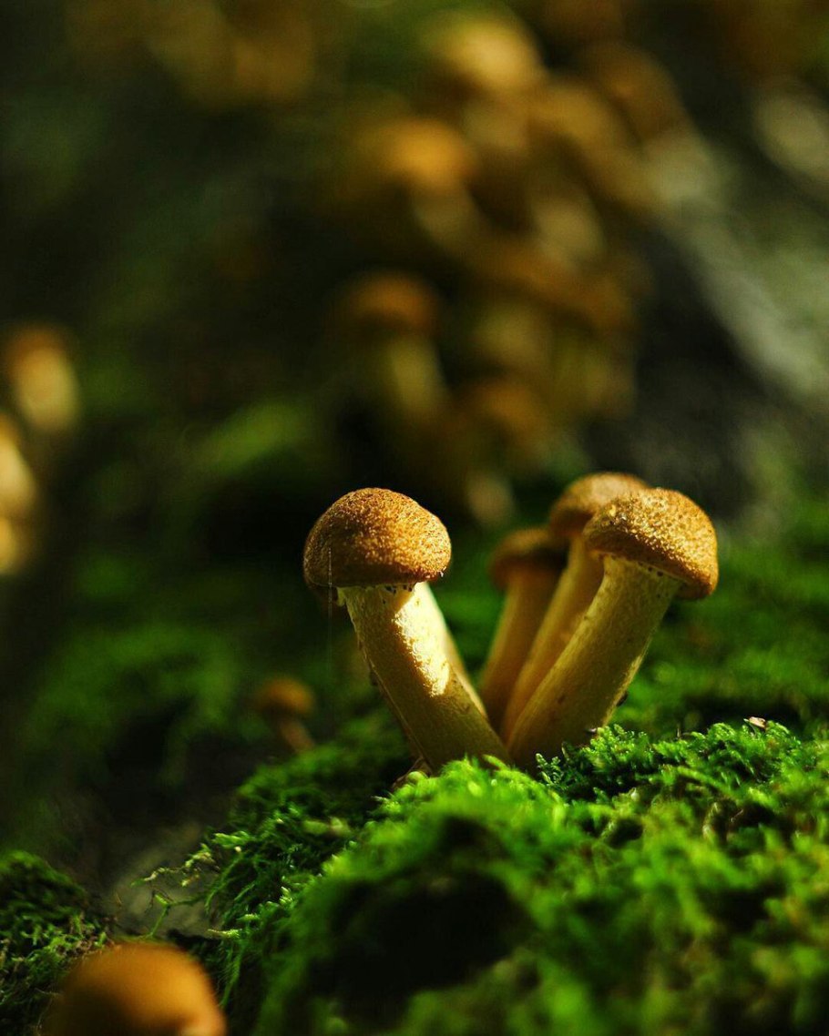 Гриб Галерина окаймленная