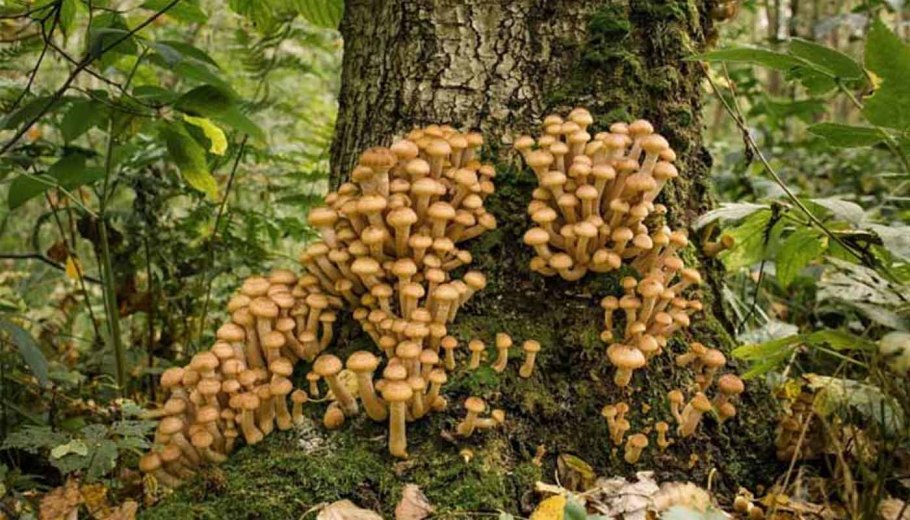 Степные опята