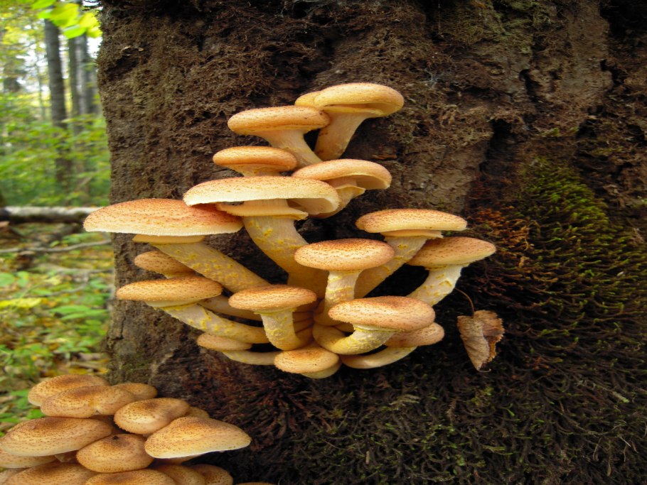 Пеньковые опята съедобные