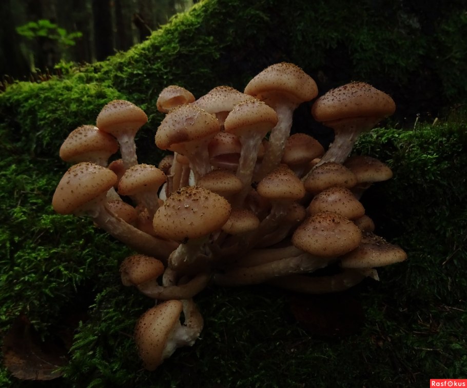 Опёнок осенний