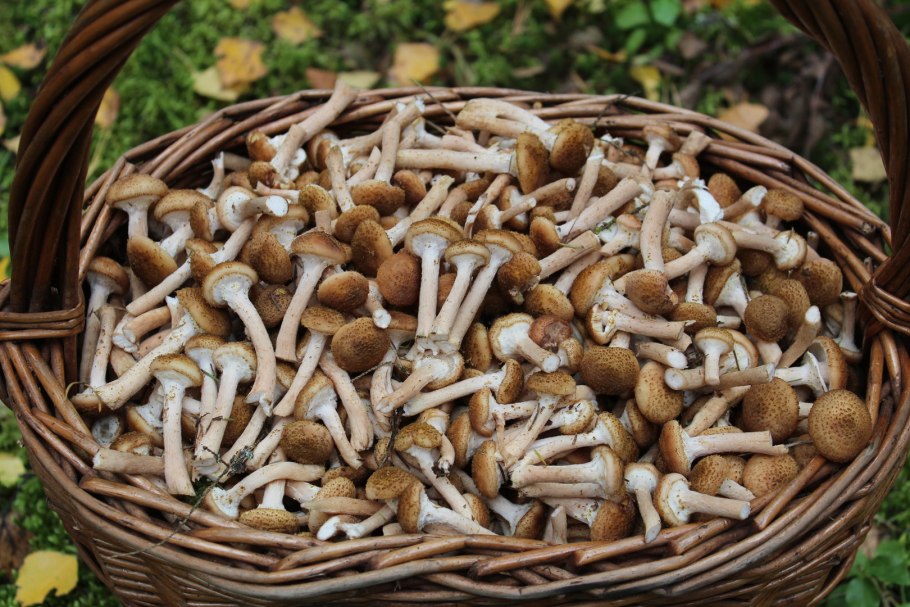 Опёнок осенний (Armillaria mellea)
