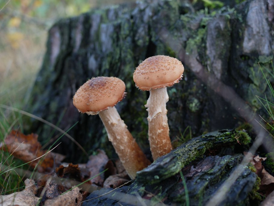 Опенок горчичный Armillaria sinapina