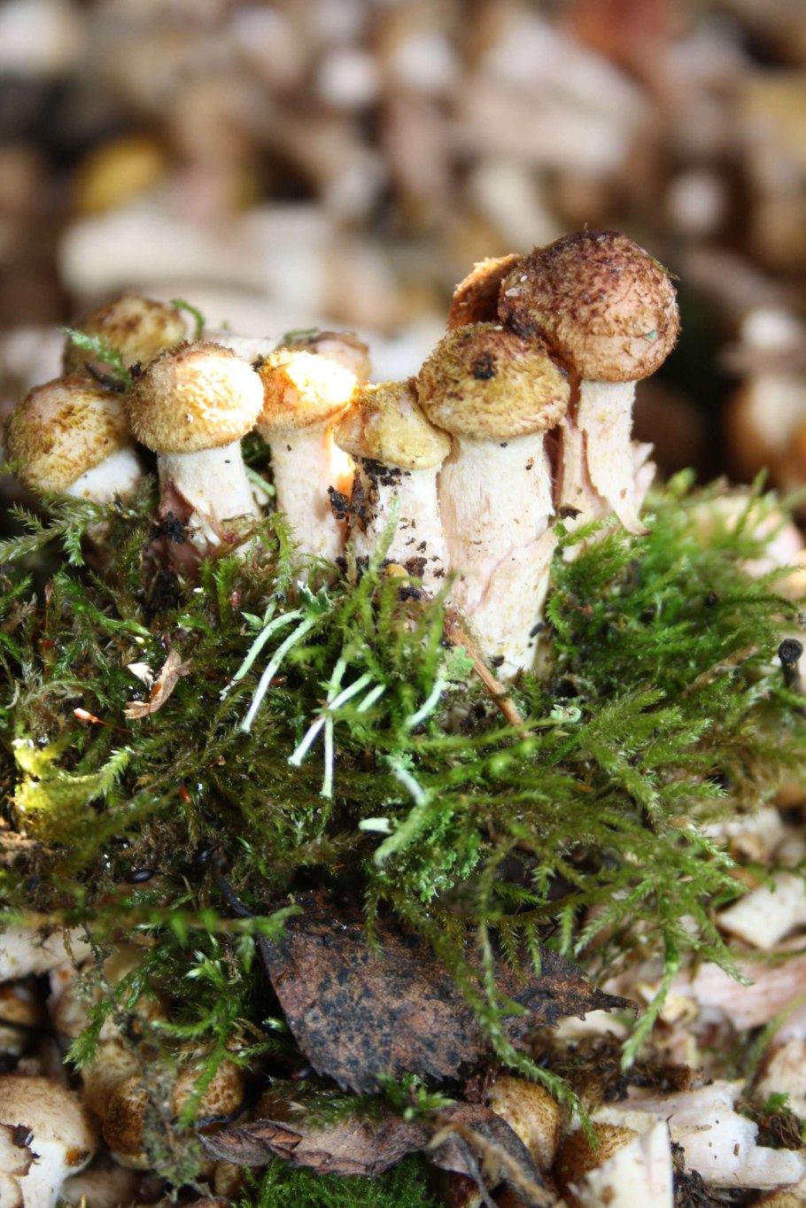 Опёнок осенний (Armillaria mellea)