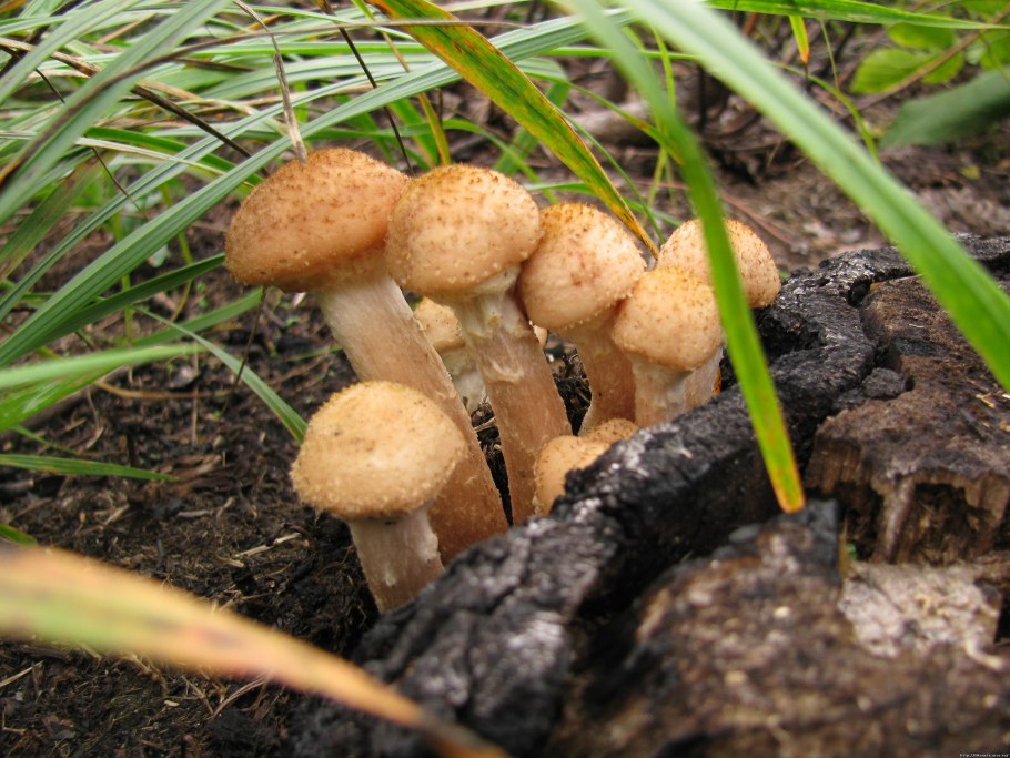 1. Armillaria mellea – опенок осенний